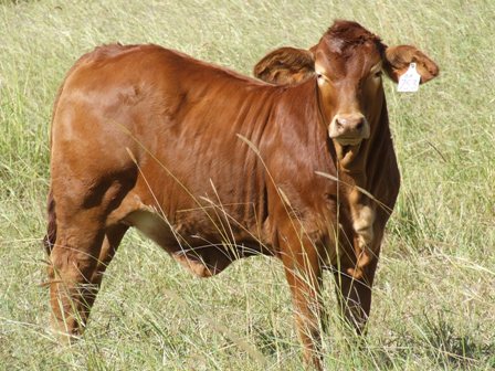 Vale View Ripper Heifer Calf